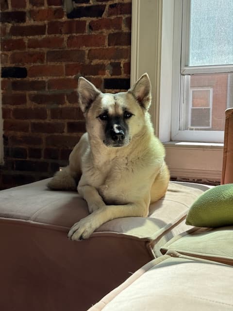 Gemma, an Akita mix rescued from a Korean meat farm